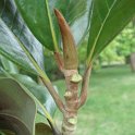 Magnolia grandiflora rameau